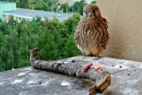 /album/a26-6-2013/posledni-mohykan-jpg/